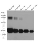 Alpha B Crystallin Monoclonal antibody proteintech 68001-1-Ig