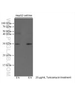 CHOP/GADD153 Monoclonal antibody proteintech 66741-1-Ig