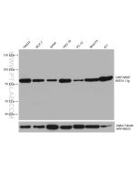 GRP78/BIP Monoclonal antibody proteintech 66574-1-Ig