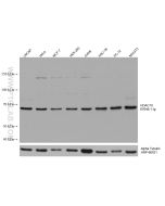 HDAC10 Monoclonal antibody proteintech 67646-1-Ig