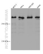 UBR5 Monoclonal antibody proteintech 66937-1-Ig