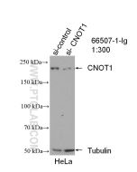 CNOT1 Monoclonal antibody proteintech 66507-1-Ig