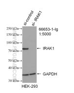 IRAK1 Monoclonal antibody proteintech 66653-1-Ig