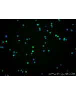 Anti-Human CD86 (BU63) proteintech 65165-1-Ig