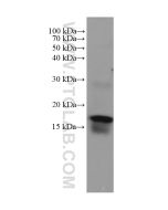 ZG16 Monoclonal antibody proteintech 67389-1-Ig