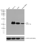 CD3 Monoclonal antibody proteintech 60181-1-Ig