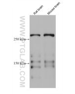 TNC/Tenascin-C Monoclonal antibody proteintech 67710-1-Ig