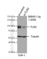 TLR2 Monoclonal antibody proteintech 66645-1-Ig