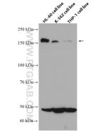 CD100 Monoclonal antibody proteintech 66582-1-Ig