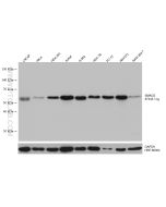 SMAD2 Monoclonal antibody proteintech 67343-1-Ig