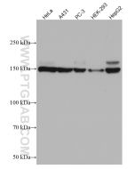 INF2 Monoclonal antibody proteintech 66910-1-Ig