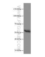 Human IgG4 Monoclonal antibody proteintech 66408-1-Ig