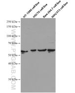 SMAD1 Monoclonal antibody proteintech 66559-1-Ig
