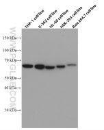 STT3A Monoclonal antibody proteintech 66581-1-Ig