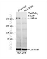 USP9X Monoclonal antibody proteintech 68460-1-Ig