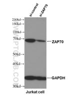ZAP70 Monoclonal antibody proteintech 60200-1-Ig