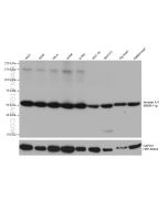 Annexin A11 Monoclonal antibody proteintech 68089-1-Ig
