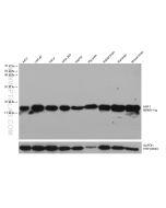 ARF1 Monoclonal antibody proteintech 68069-1-Ig