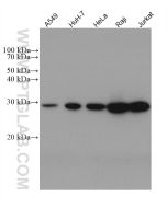 ANP32A Monoclonal antibody proteintech 67687-1-Ig
