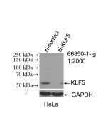 KLF5 Monoclonal antibody proteintech 66850-1-Ig