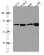 HDAC9 Monoclonal antibody proteintech 67364-1-Ig
