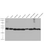 Synaptophysin Monoclonal antibody proteintech 67864-1-Ig