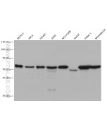 CD47 Monoclonal antibody proteintech 66304-1-Ig