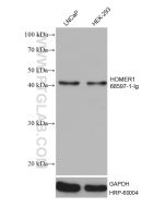 HOMER1 Monoclonal antibody proteintech 68597-1-Ig