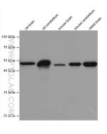 GFAP Monoclonal antibody proteintech 60190-1-Ig