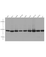 PSMD2 Monoclonal antibody proteintech 67770-1-Ig