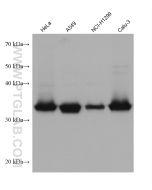 Follistatin Monoclonal antibody proteintech 60060-1-Ig
