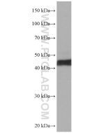 ATX3,ATXN3 Monoclonal antibody proteintech 67057-1-Ig