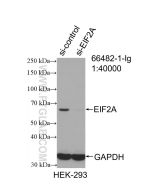 EIF2A/CDA02 Monoclonal antibody proteintech 66482-1-Ig