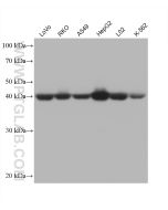 AIFM2/ FSP1 Monoclonal antibody proteintech 68049-1-Ig