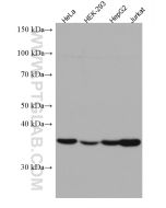DNAJB1 Monoclonal antibody proteintech 67422-1-Ig