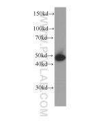 Cytokeratin 15 Monoclonal antibody proteintech 60247-1-Ig