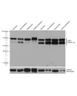 GAD1 Monoclonal antibody proteintech 67648-1-Ig