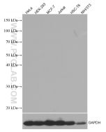 Mouse IgG2b isotype control Monoclonal antibody proteintech 66360-3-Ig