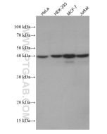 hIST1 Monoclonal antibody proteintech 66989-1-Ig