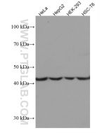 HPD Monoclonal antibody proteintech 67552-1-Ig
