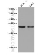 RENALASE Monoclonal antibody proteintech 60128-1-Ig