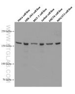 ROCK2(middle) Monoclonal antibody proteintech 66633-1-Ig