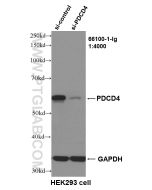 PDCD4 Monoclonal antibody proteintech 66100-1-Ig