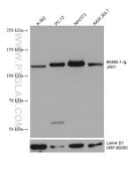 JAK1 Monoclonal antibody proteintech 66466-1-Ig