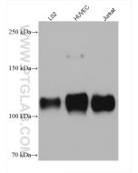 CD107b / LAMP2 Monoclonal antibody proteintech 66301-1-Ig