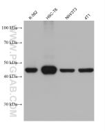 HSP47/SERPINH1 Monoclonal antibody proteintech 67863-1-Ig