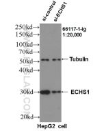ECHS1 Monoclonal antibody proteintech 66117-1-Ig