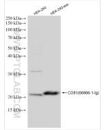 CD81 Monoclonal antibody proteintech 66866-1-Ig