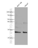 RAB38 Monoclonal antibody proteintech 68603-1-Ig