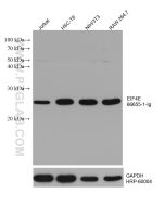 EIF4E Monoclonal antibody proteintech 66655-1-Ig